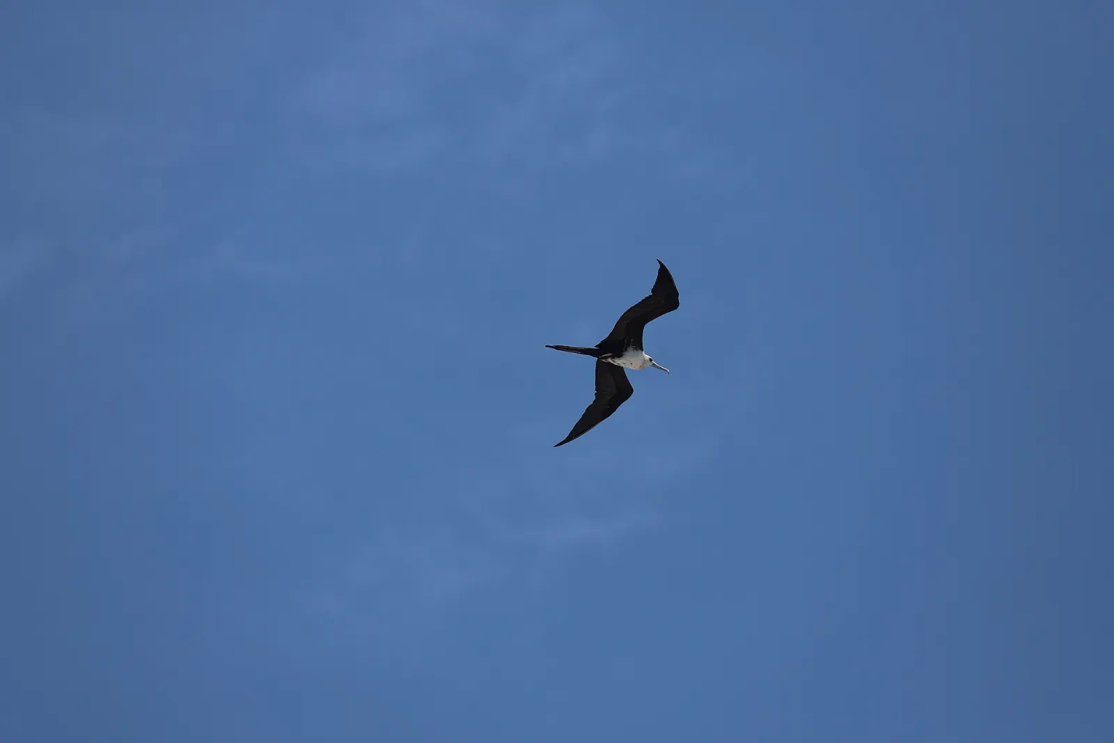A frigatebird soaring over the Caribbean, Isla Contoy, Quintana Roo