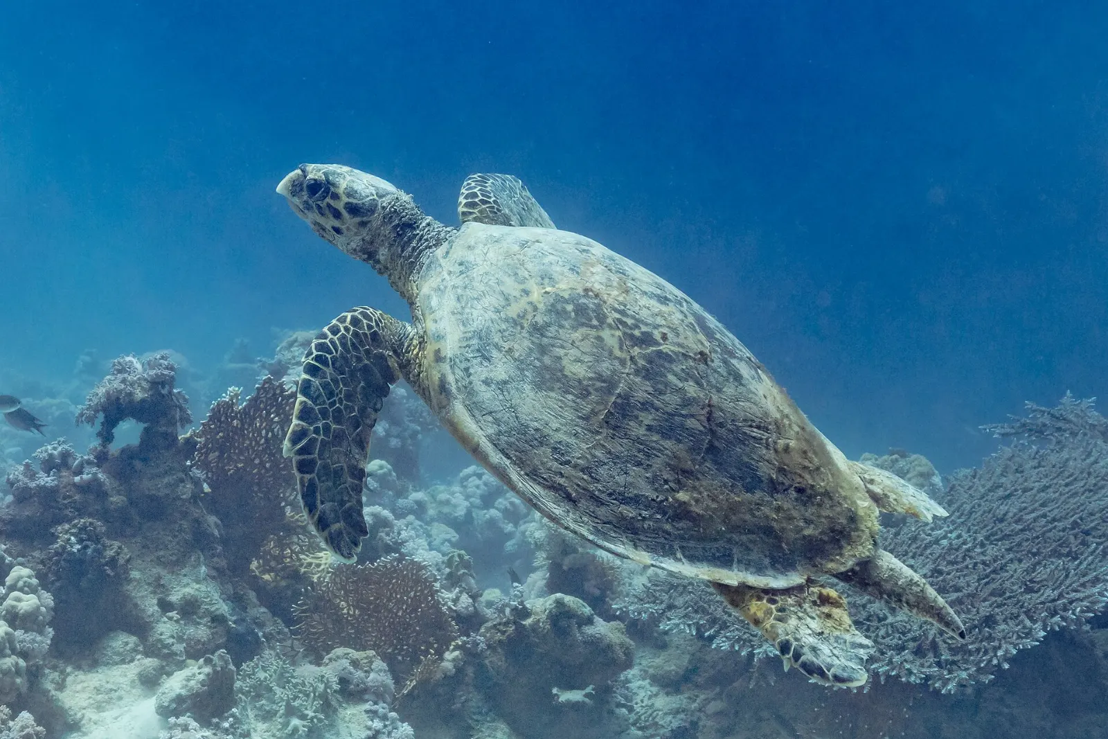 A sea turtle swimming over a reef, Isla Contoy, Quintana Roo