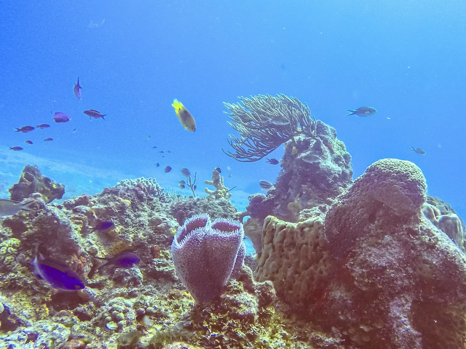 Snorkelers above a coral reef in the Mexican Caribbean, Isla Contoy, Quintana Roo