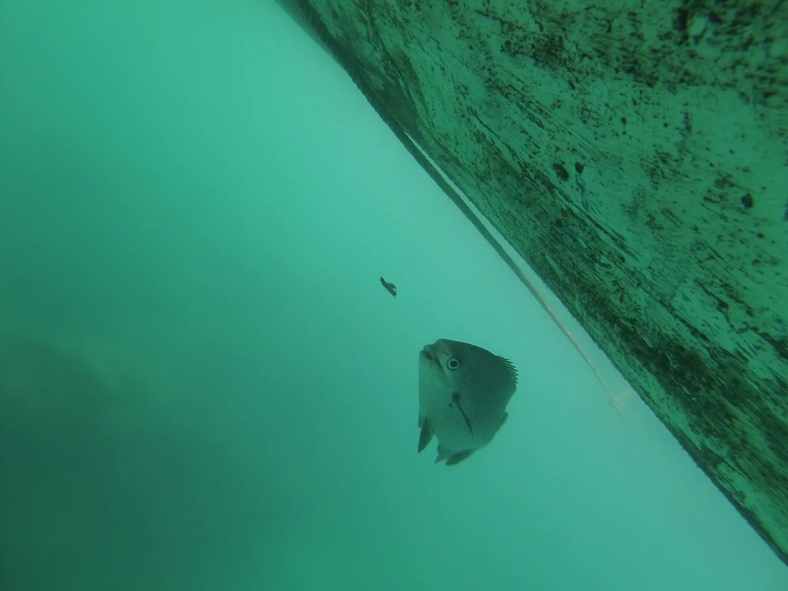 Clear water and reef fish around Islas Marietas, Nayarit