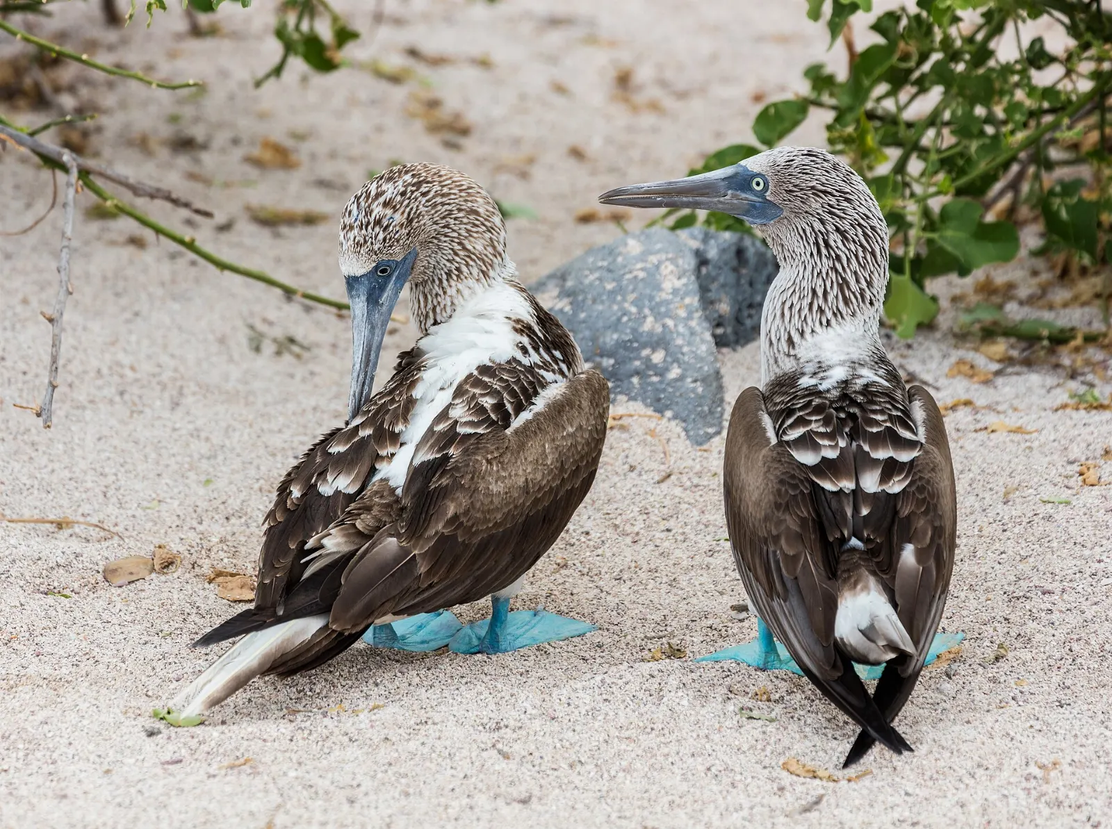 Blue-footed booby standing on rock at Islas Marietas, Nayarit