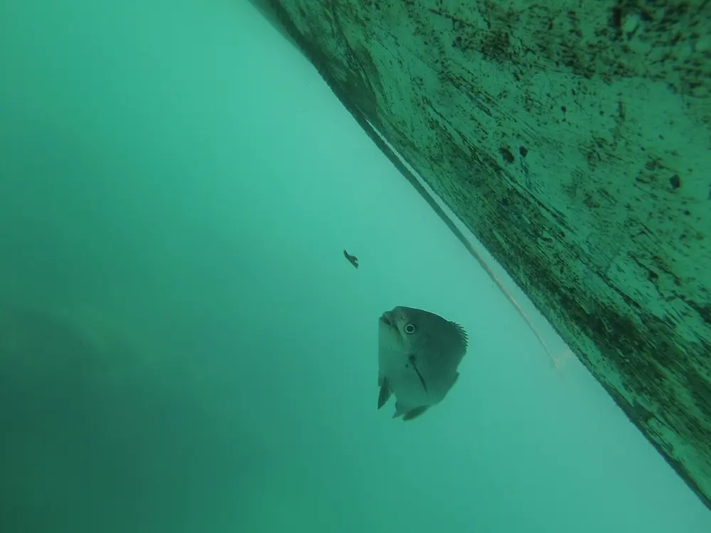 Nuevo Vallarta, Islas Marietas, Nayarit