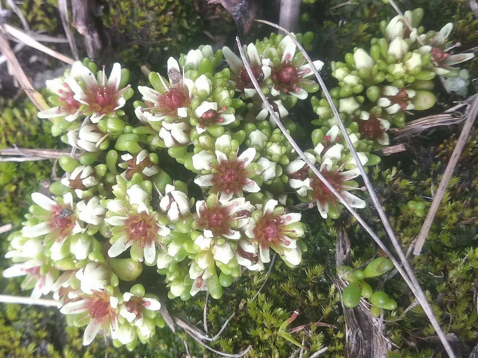 Alpine grassland on the slopes of a Mexican volcano, Izta-Popo National Park, State of Mexico