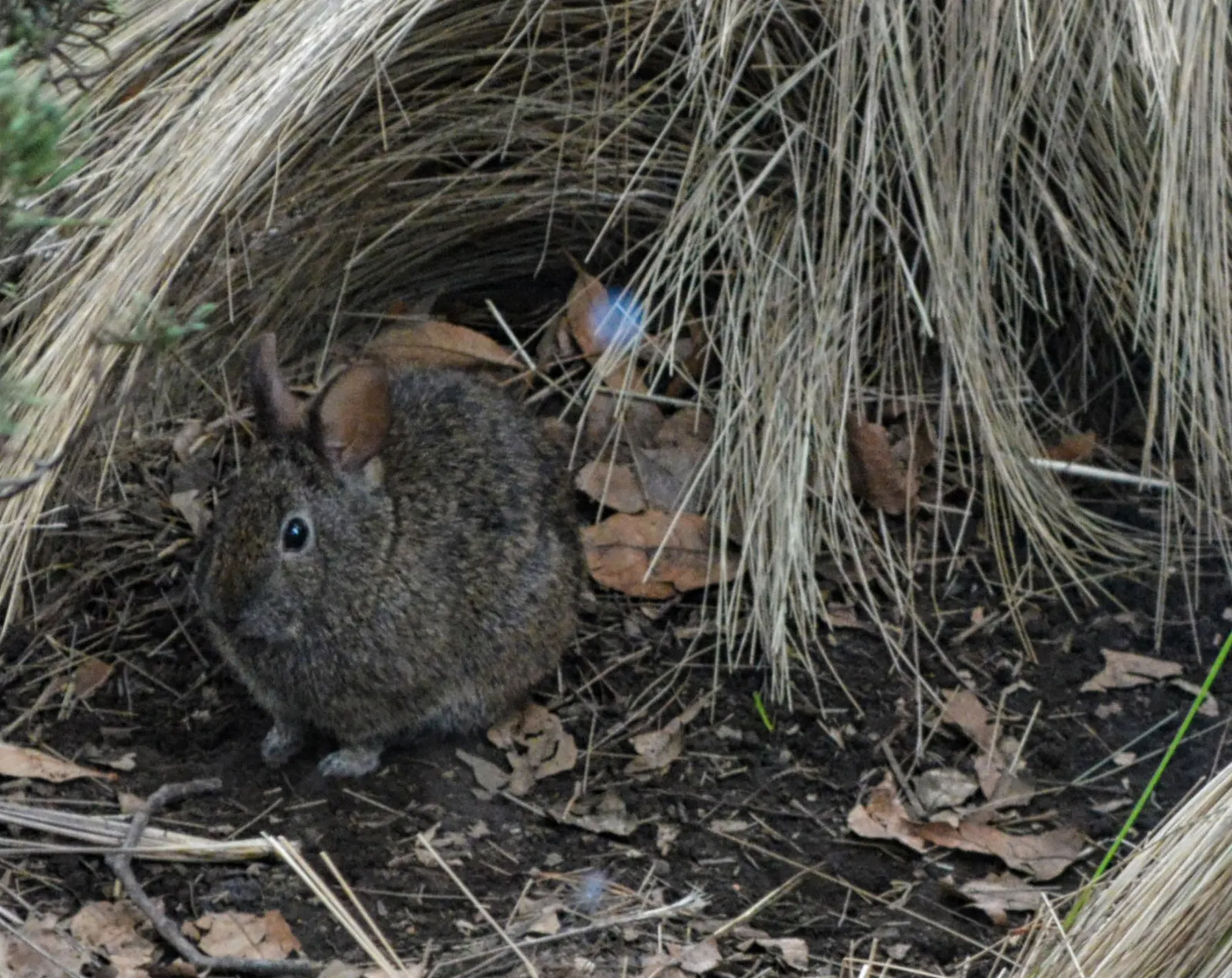 Volcano Rabbit of Izta-Popo, Izta-Popo National Park, State of Mexico, Mexico