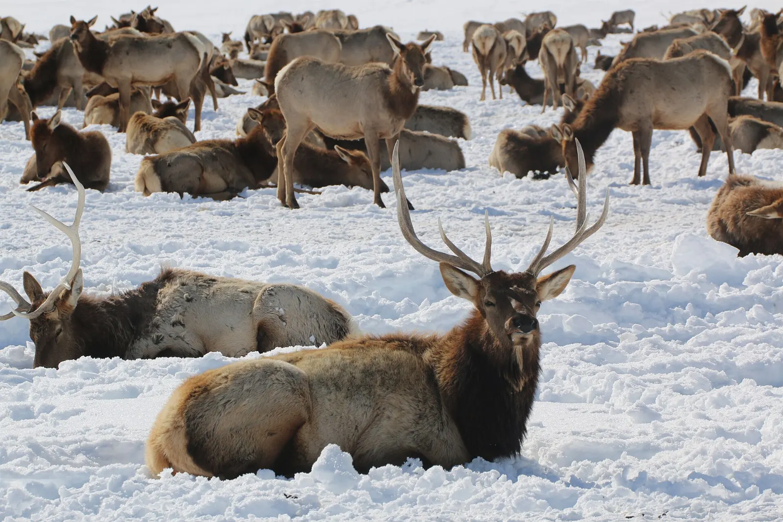 A large herd of elk on snowy grassland at the National Elk Refuge, Jackson Hole, Wyoming
