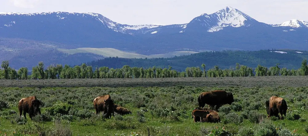 Bison in Jackson Hole, Wyoming