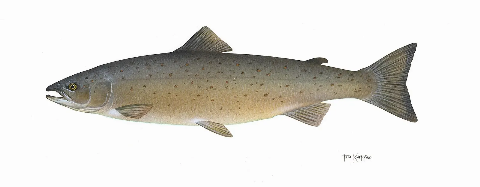 Atlantic salmon swimming in a clear river, Jacques-Cartier National Park, Quebec