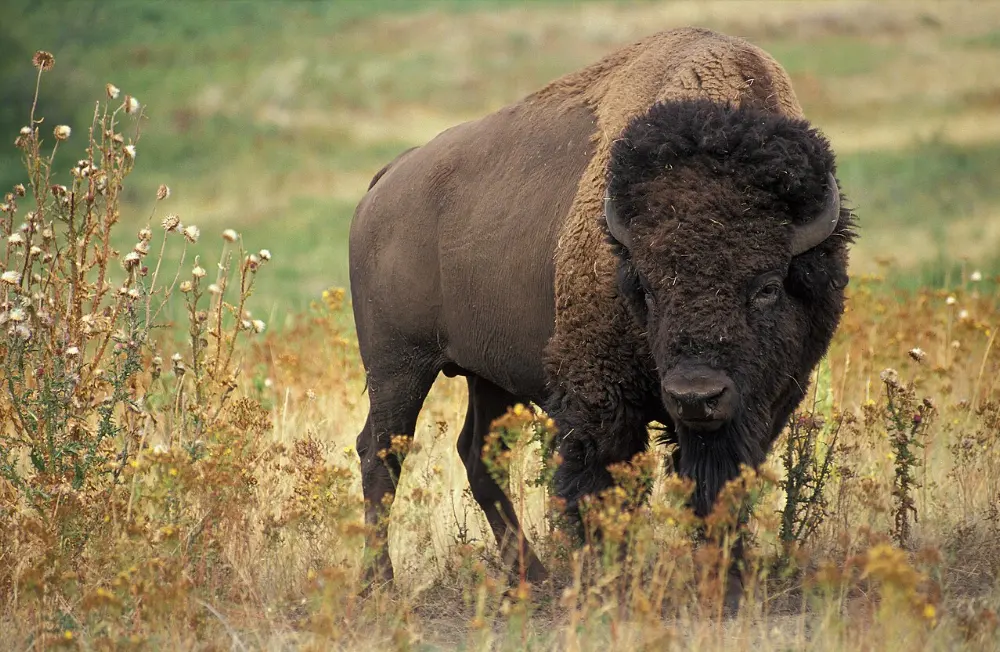 Bison in Jasper National Park, Alberta