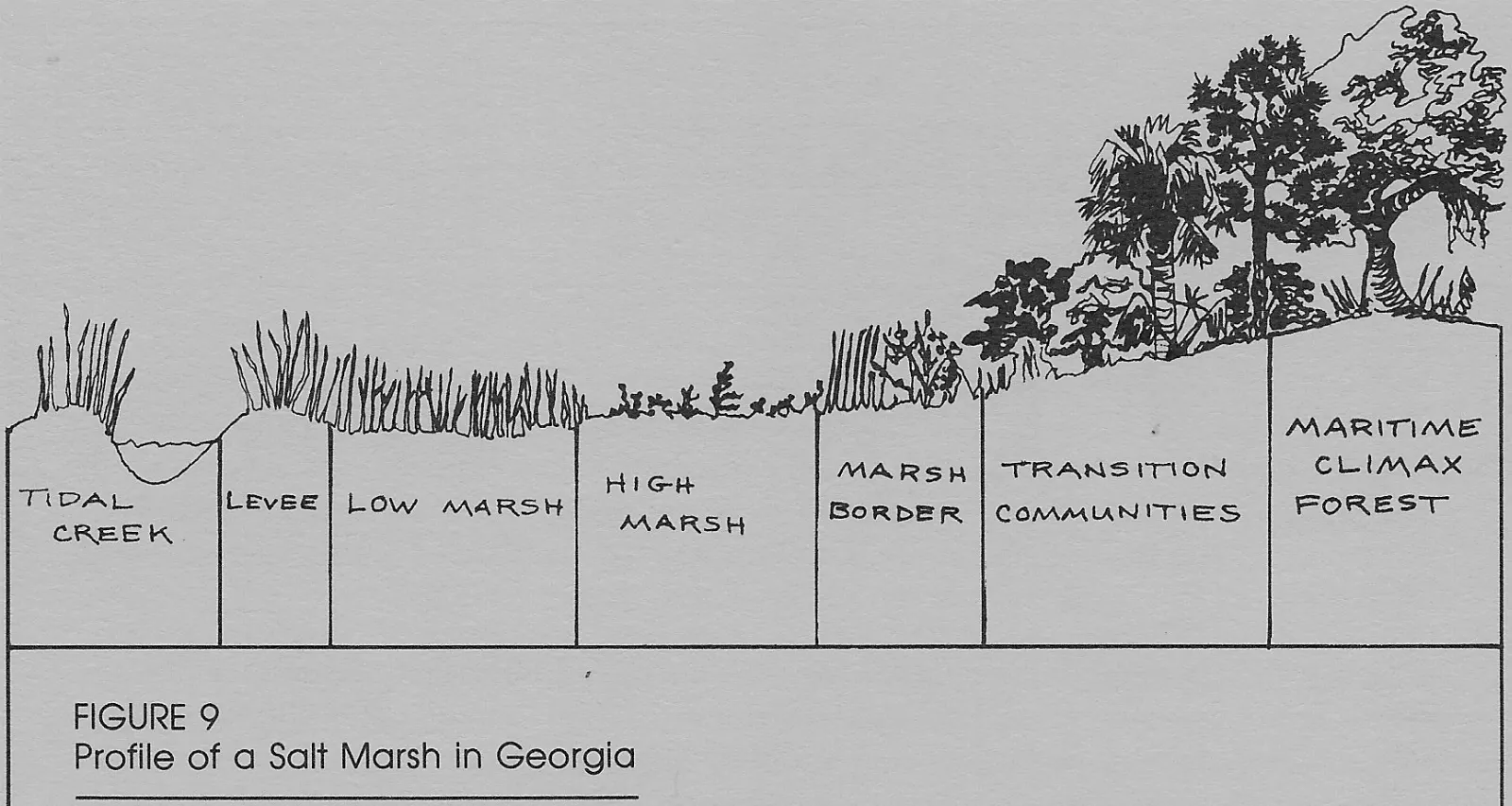 Golden salt marsh grass and tidal creeks on the western side of Jekyll Island, Georgia