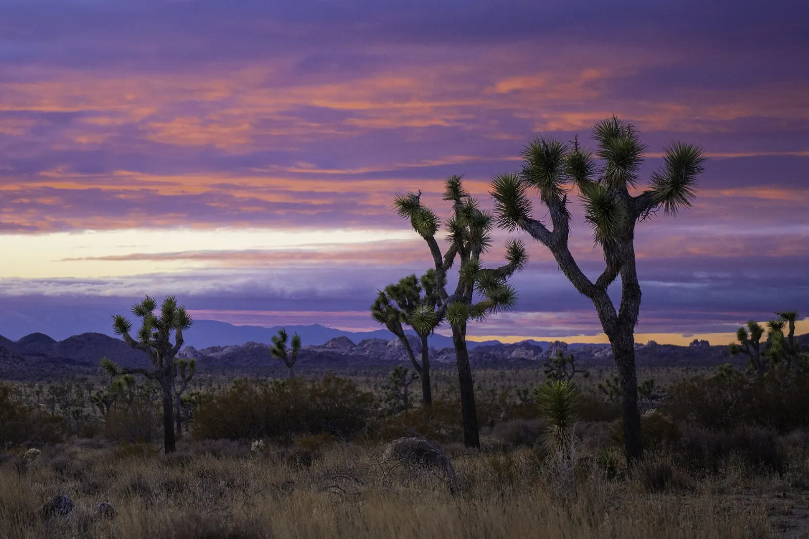 Joshua Tree National Park