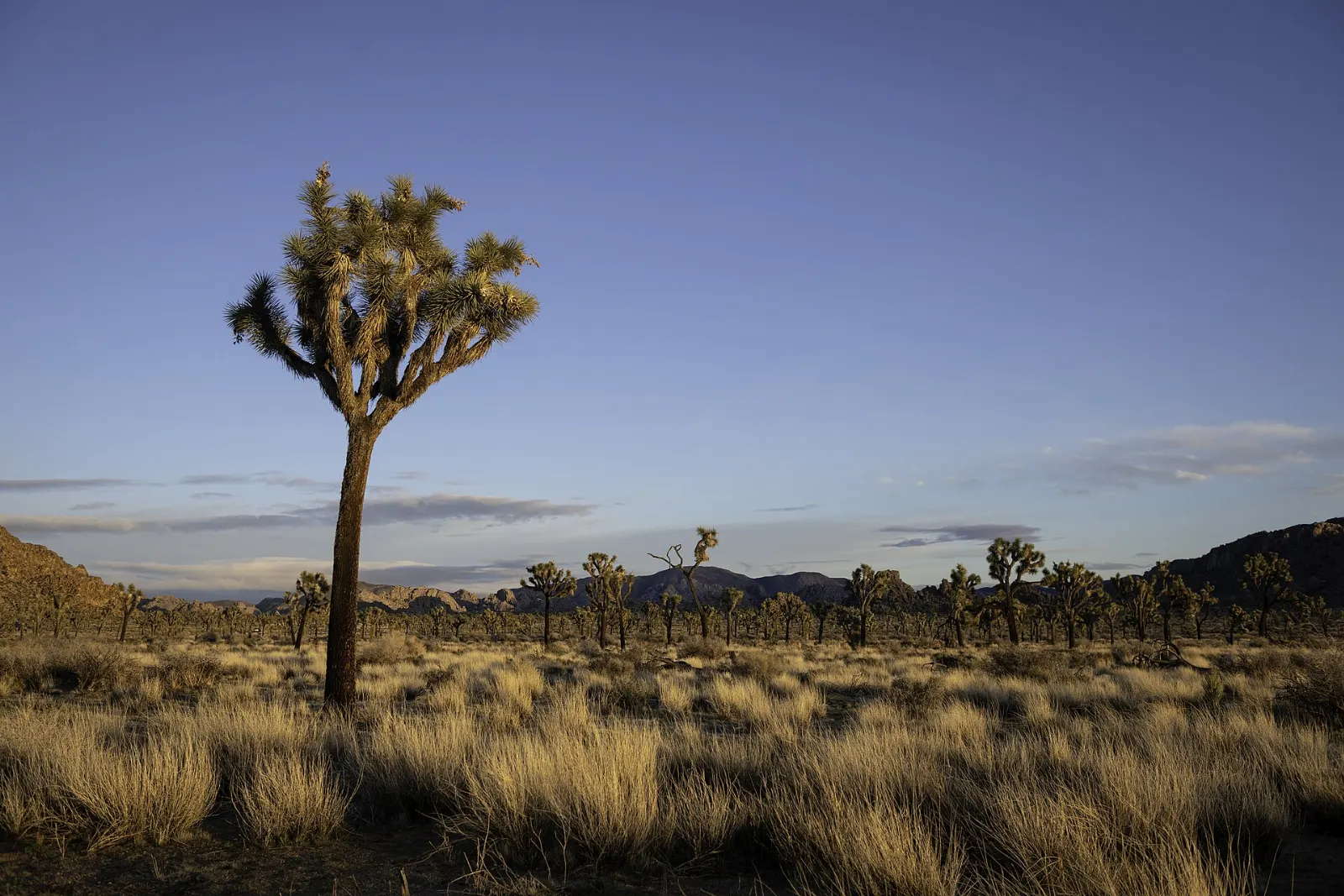 A rocky desert mountain rising above a valley dotted with Joshua trees, Joshua Tree National Park, California