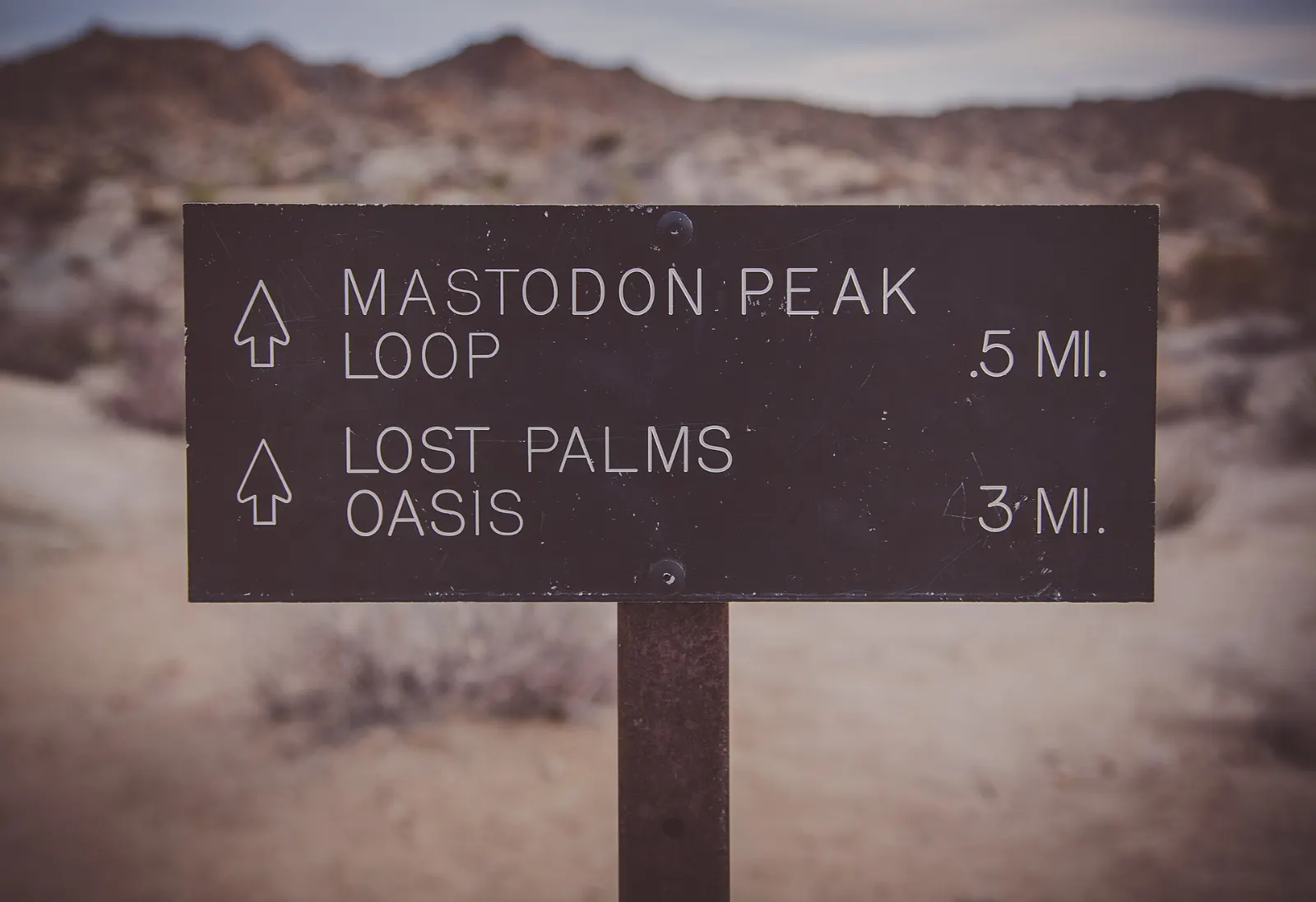 A grove of California fan palms in a rocky canyon in the southern part of the park, Joshua Tree National Park, California