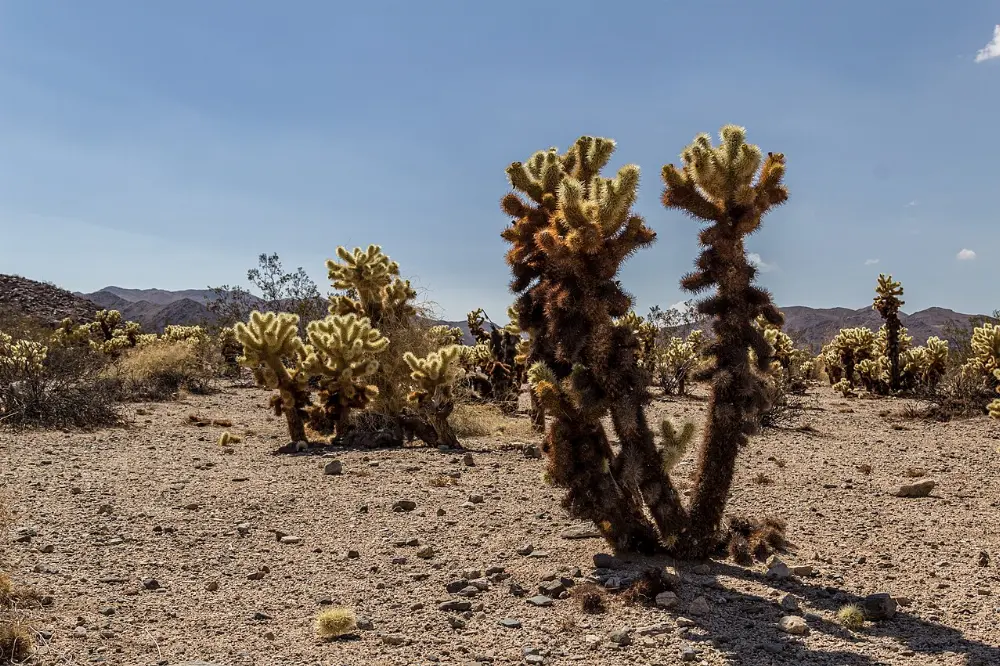 Cholla Cactus Garden, Joshua Tree National Park, California