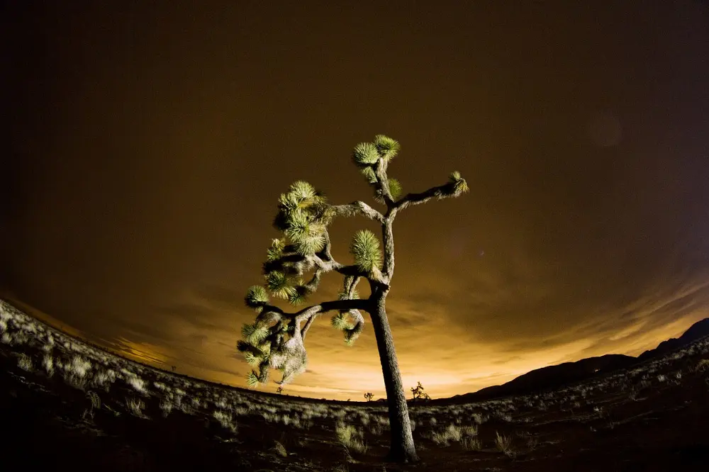 Coachella Valley, Joshua Tree National Park, California