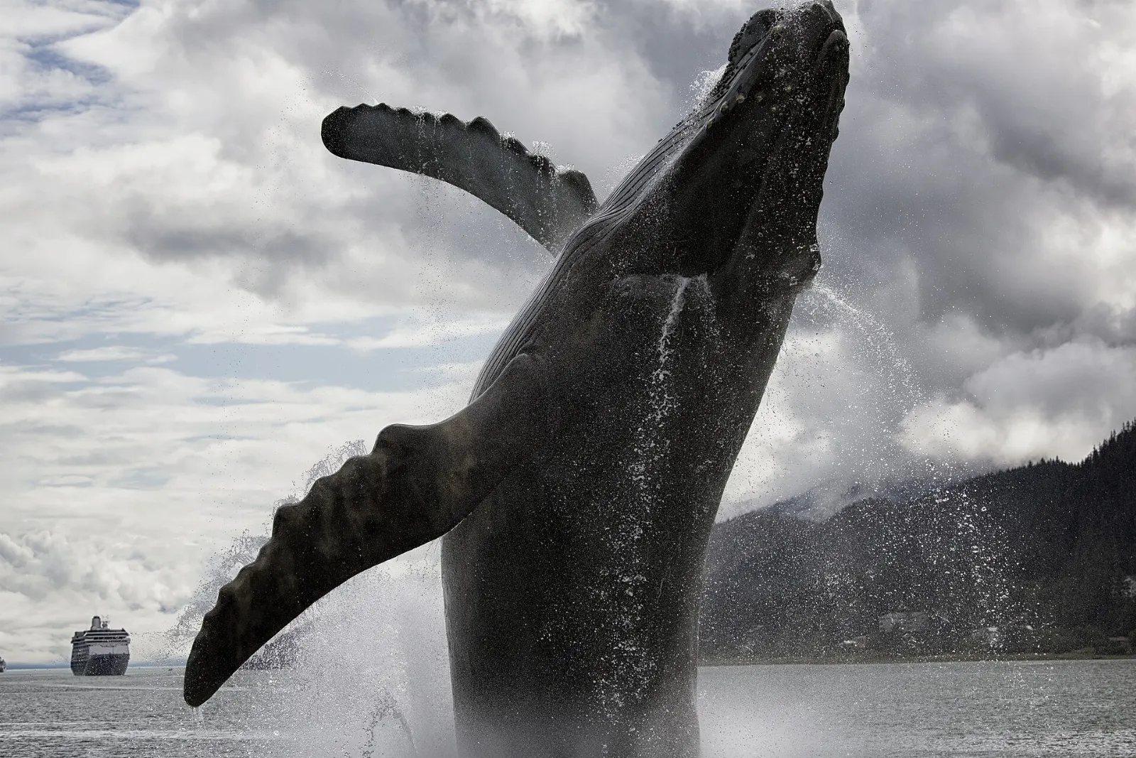The tail fluke of a humpback whale rising from dark water near forested mountains, Juneau, Alaska