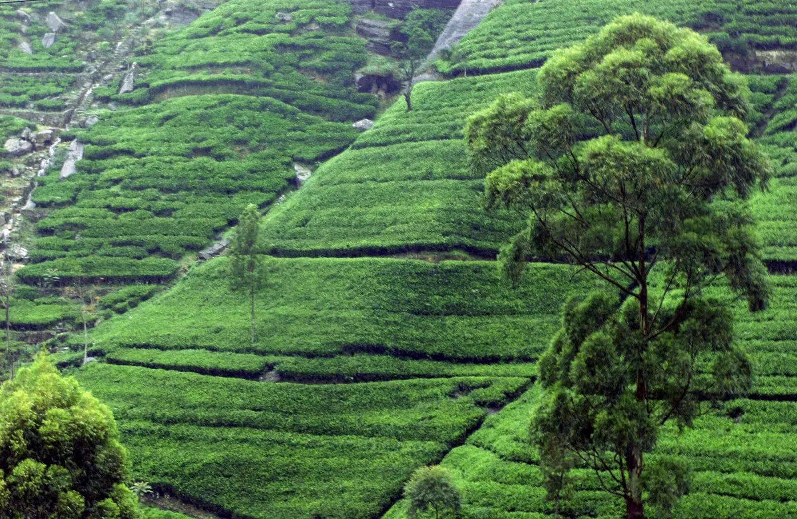 Ceylon Tea Museum, Kandy, Sri Lanka
