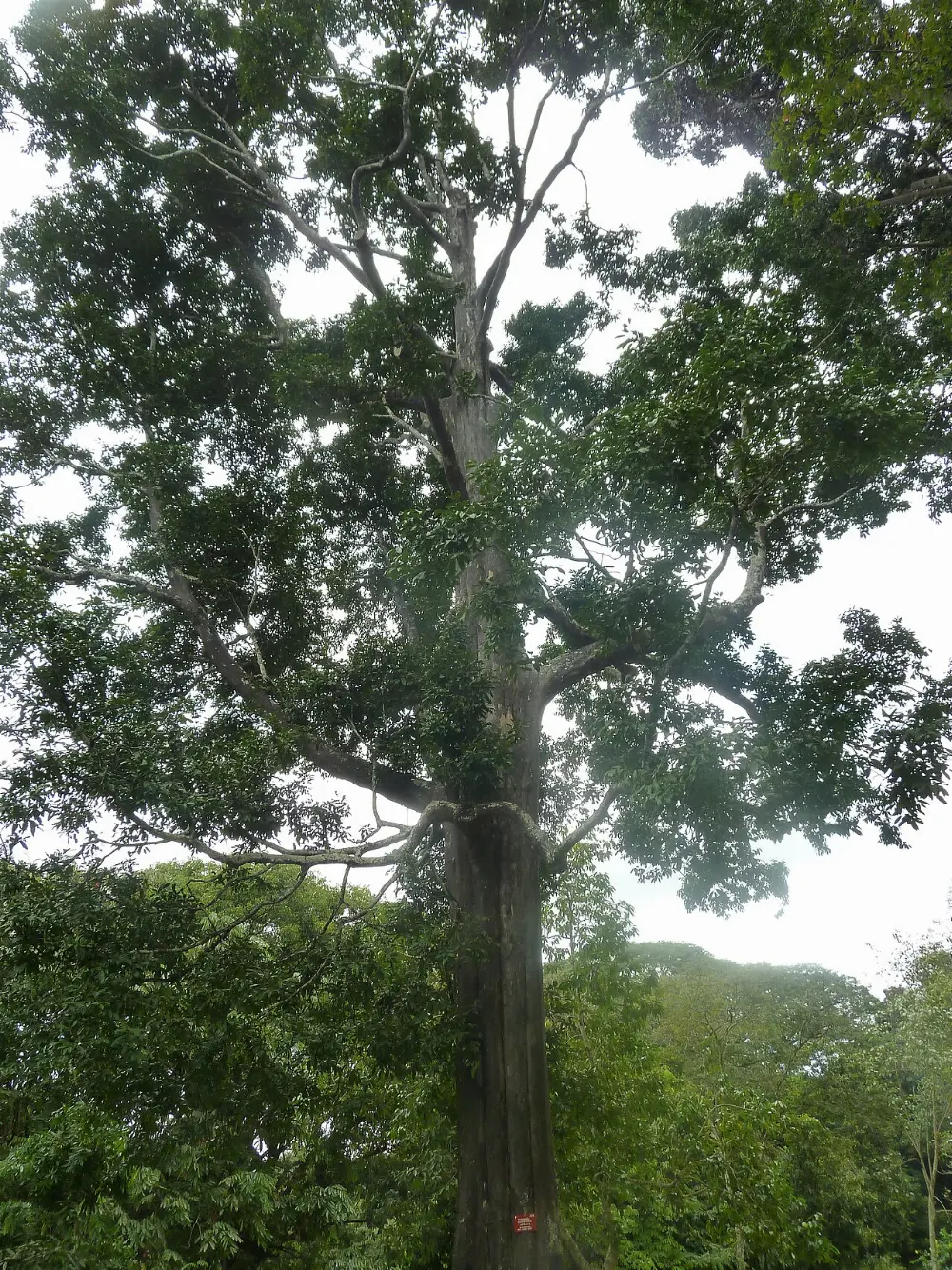 Peradeniya, Kandy, Sri Lanka