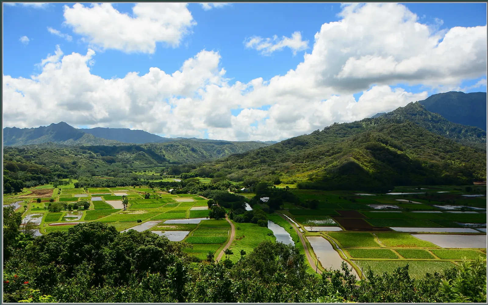 Patchwork of flooded taro fields along a river in the Hanalei Valley, Kauai, Hawaii