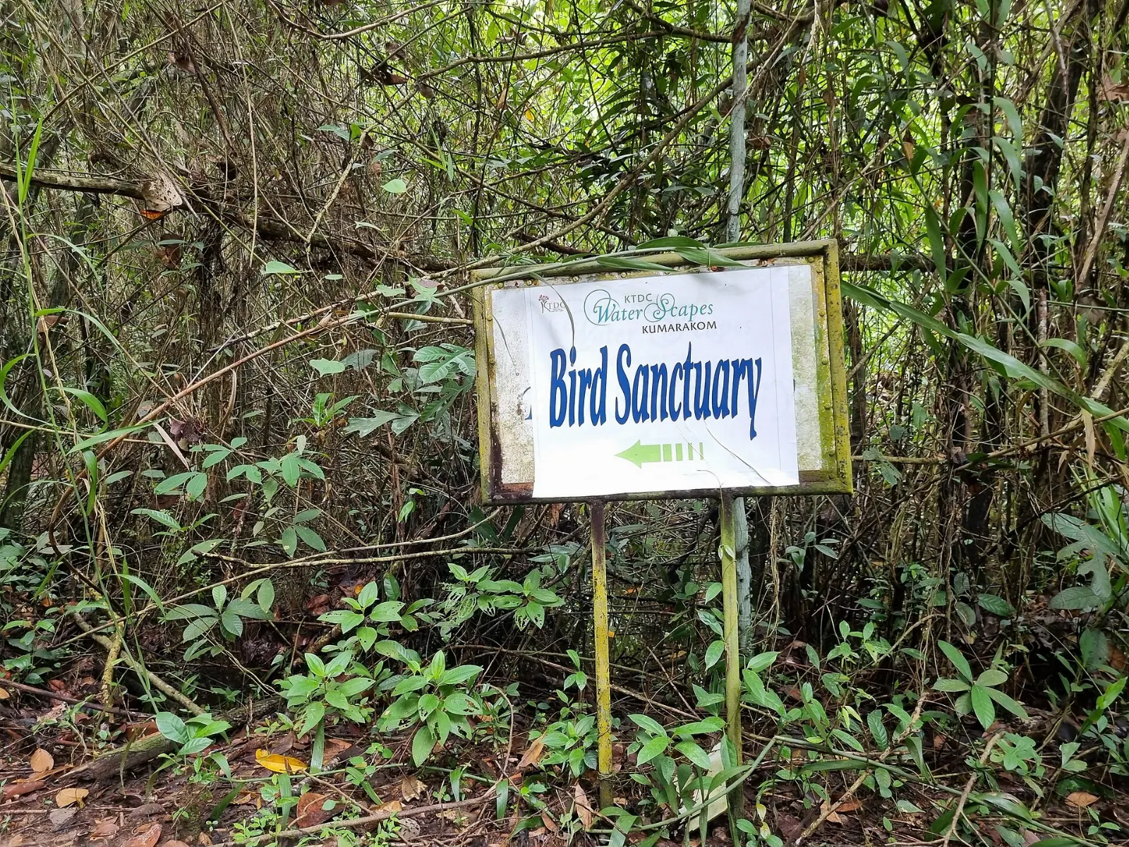 Kumarakom Bird Sanctuary, Kerala Backwaters, India