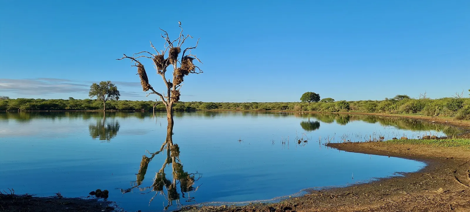 Hippos and crocodiles in Sunset Dam near Lower Sabie, Kruger National Park, South Africa