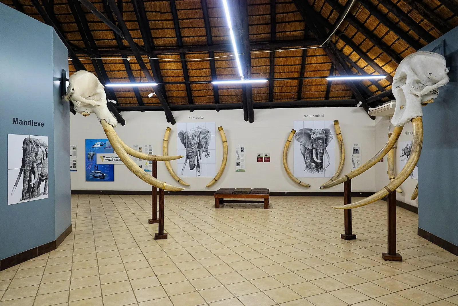 Large elephant tusks on display in the Elephant Hall at Letaba, Kruger National Park, South Africa