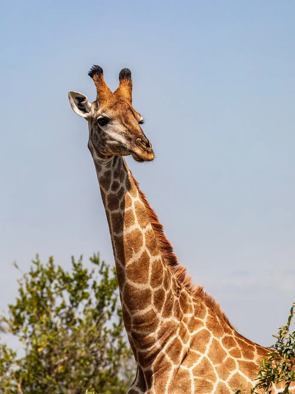 Pretoriuskop, Kruger National Park, South Africa