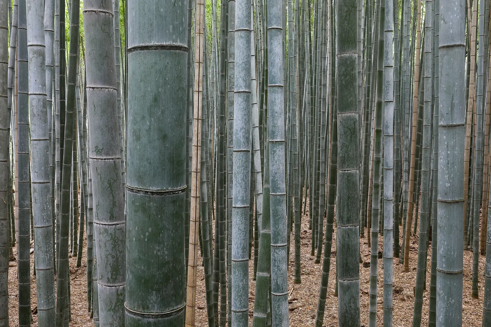 Arashiyama bamboo grove and Tenryu-ji, Kyoto, Japan