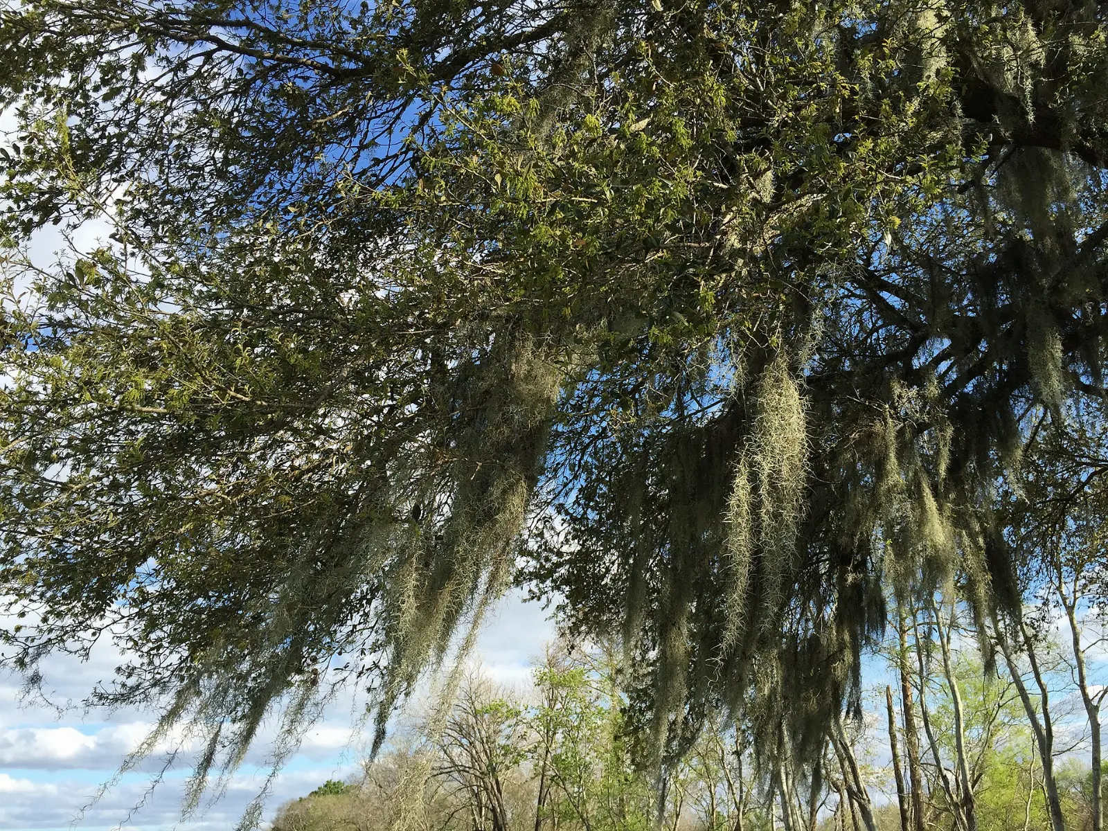 Massive live oak with sprawling limbs spreading over a lawn, Lafayette, Louisiana