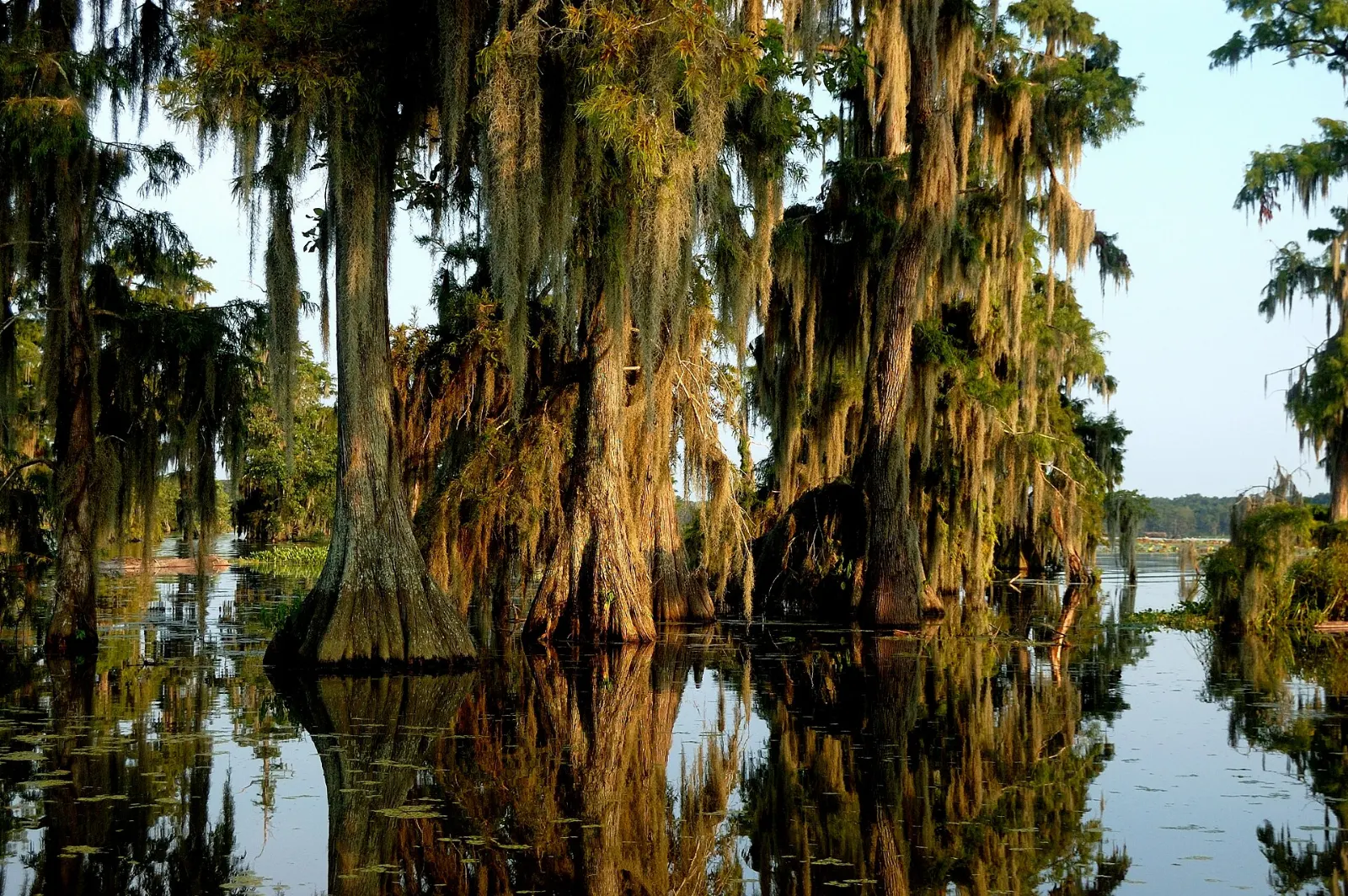 Bald cypress trees draped in Spanish moss reflected in dark swamp water, Lafayette, Louisiana