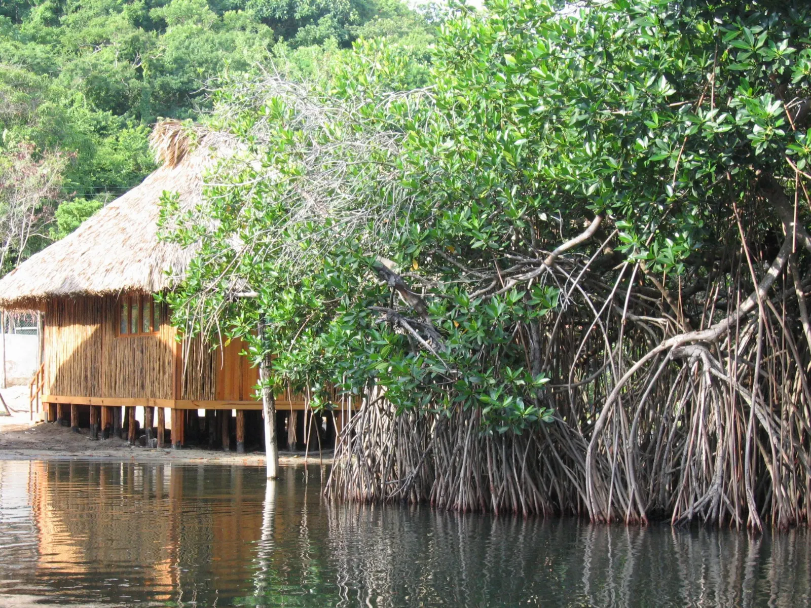 Narrow boat channel through dense mangroves, Lagunas de Chacahua, Oaxaca