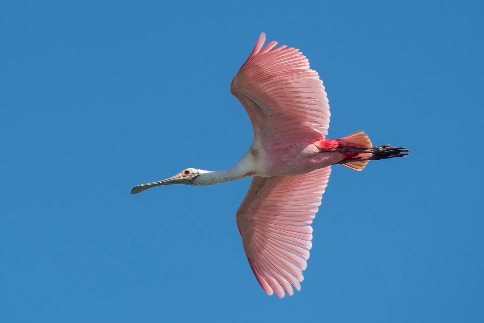 Herons and spoonbills wading in a lagoon shallow, Lagunas de Chacahua, Oaxaca