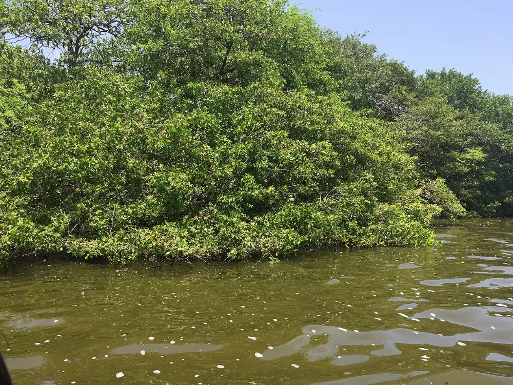 Puerto Escondido, Lagunas de Chacahua, Oaxaca