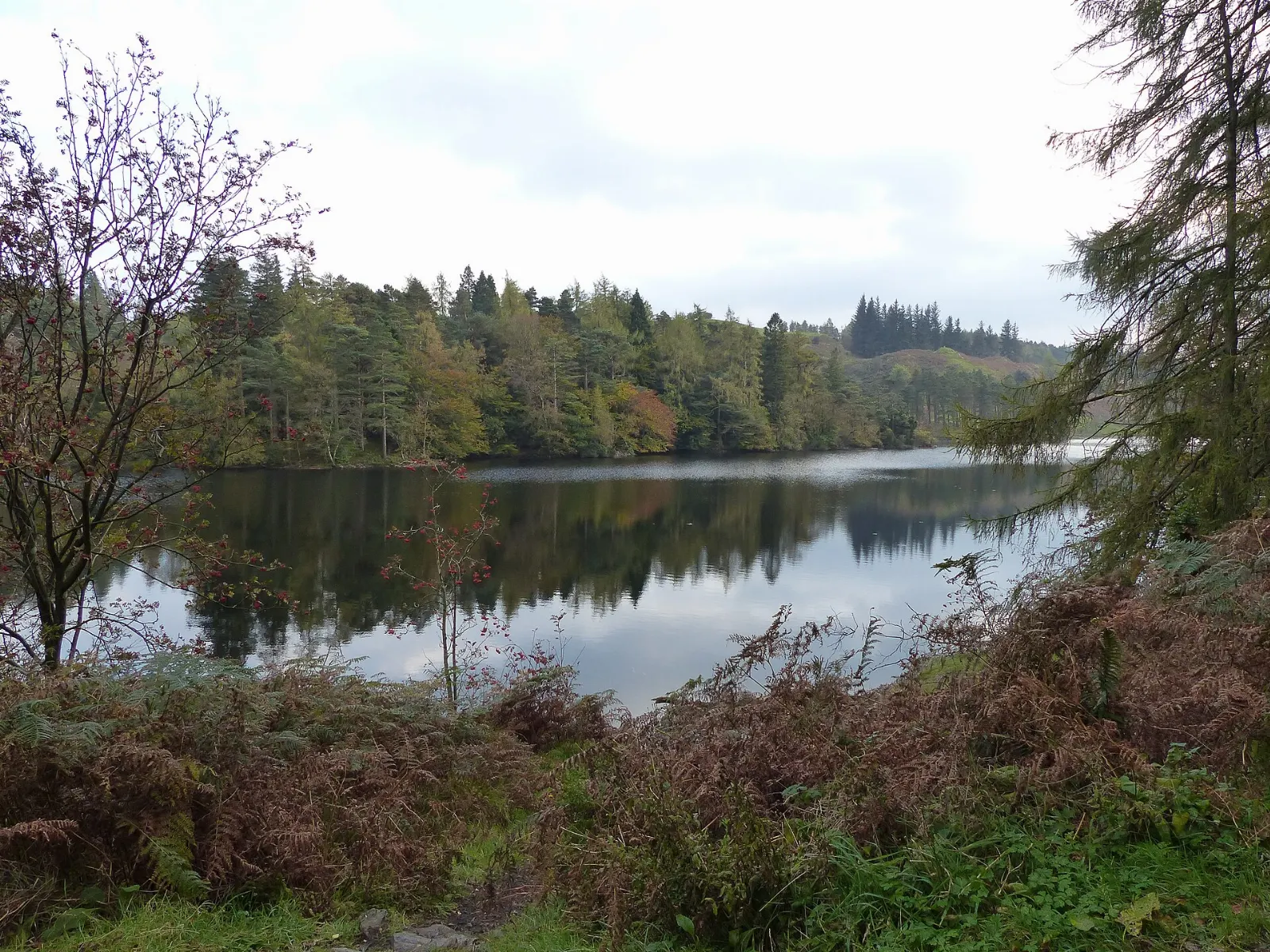 A calm tarn surrounded by conifers and rolling fells at Tarn Hows, Lake District, England