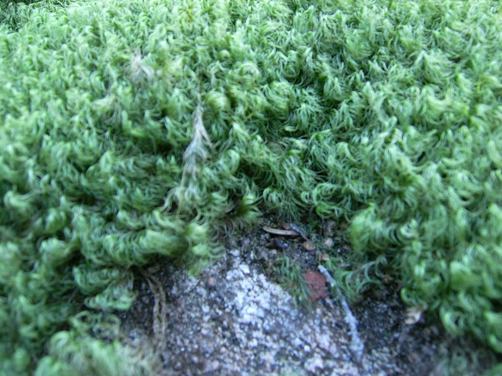Forest hiking trail near Lake Superior in Ontario, Lake Superior Provincial Park, Ontario