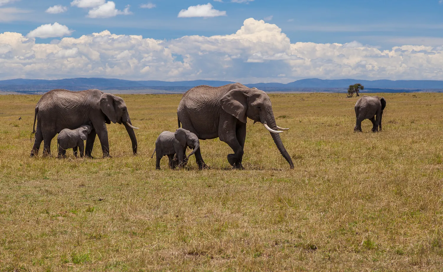 Mara North Conservancy, Maasai Mara, Kenya