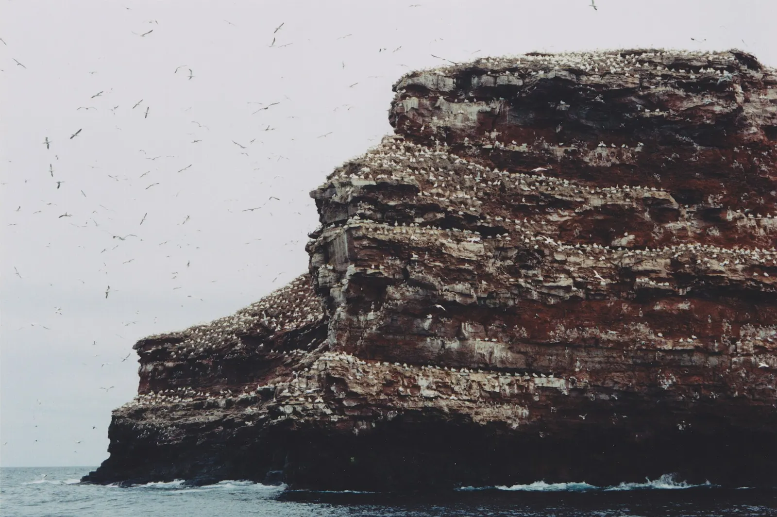 Seabirds on Bird Rock in the Gulf of St. Lawrence, Magdalen Islands, Quebec