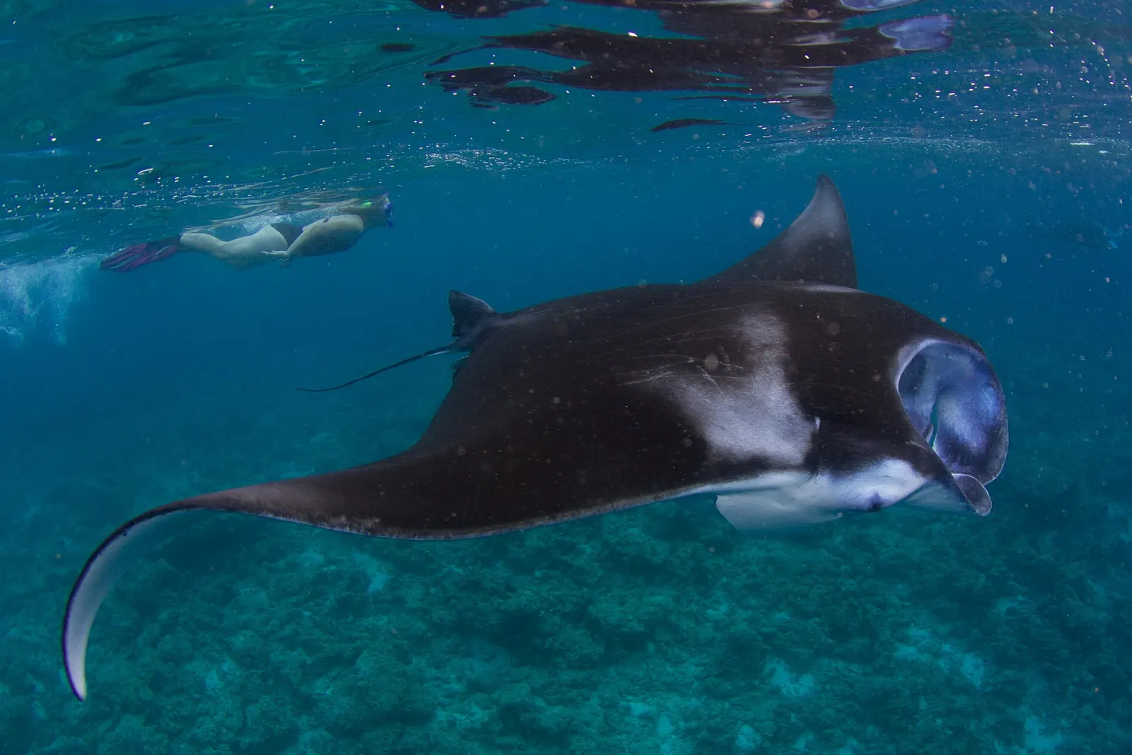 Manta rays feeding near the surface in the blue water of Hanifaru Bay, Maldives