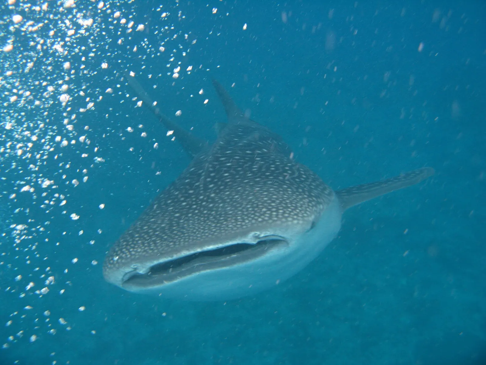 Spotted whale shark swimming near the surface of the sea in the Maldives