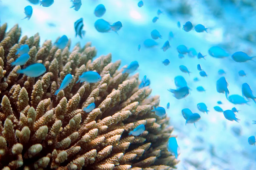 Vaavu Atoll, Maldives