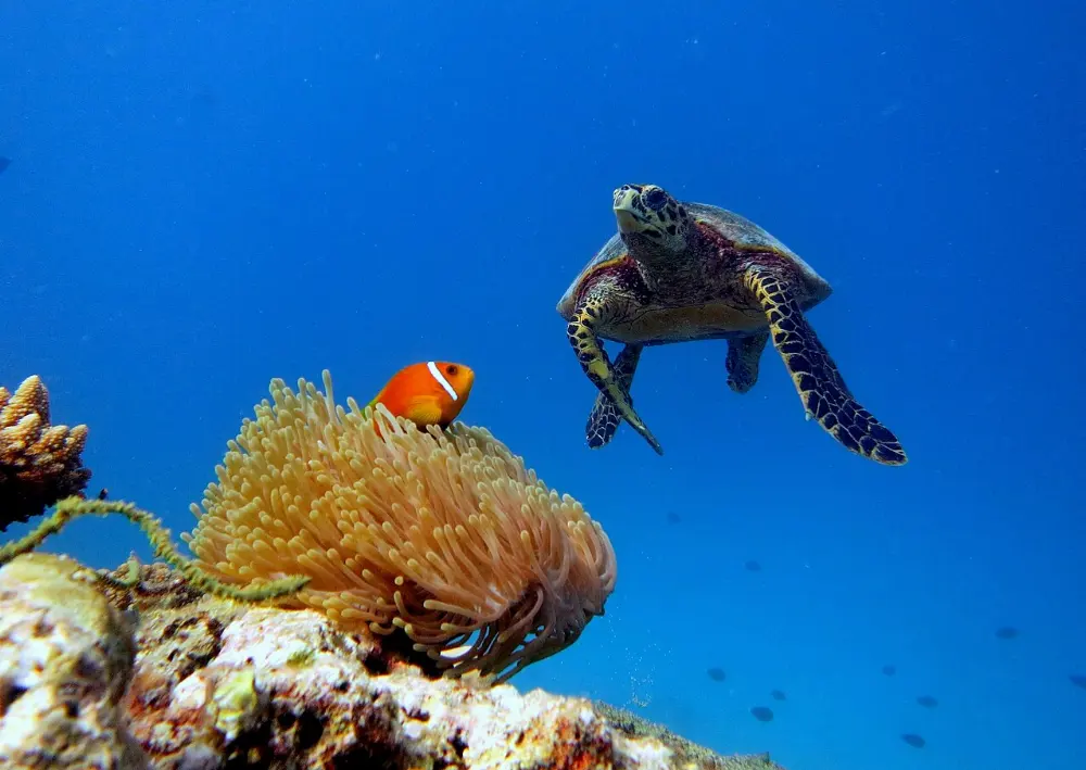 Baa Atoll, Maldives