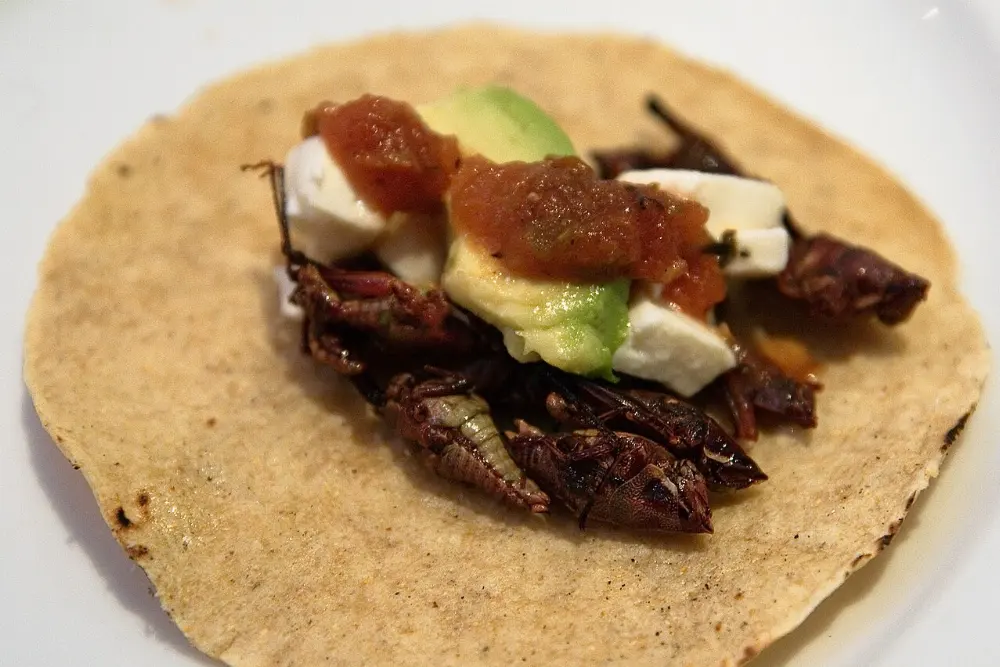 Tacos de chapulines in Malinalco, State of Mexico