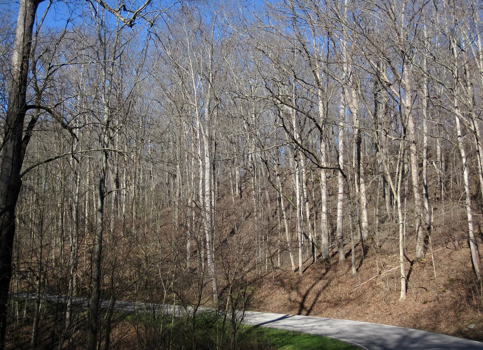 A wooded sinkhole with a stream disappearing into rock at Cedar Sink, Mammoth Cave National Park, Kentucky