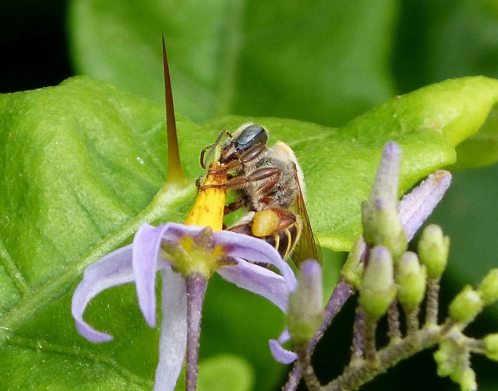 Native Melipona stingless bee at a hive entrance, Maní, Yucatán