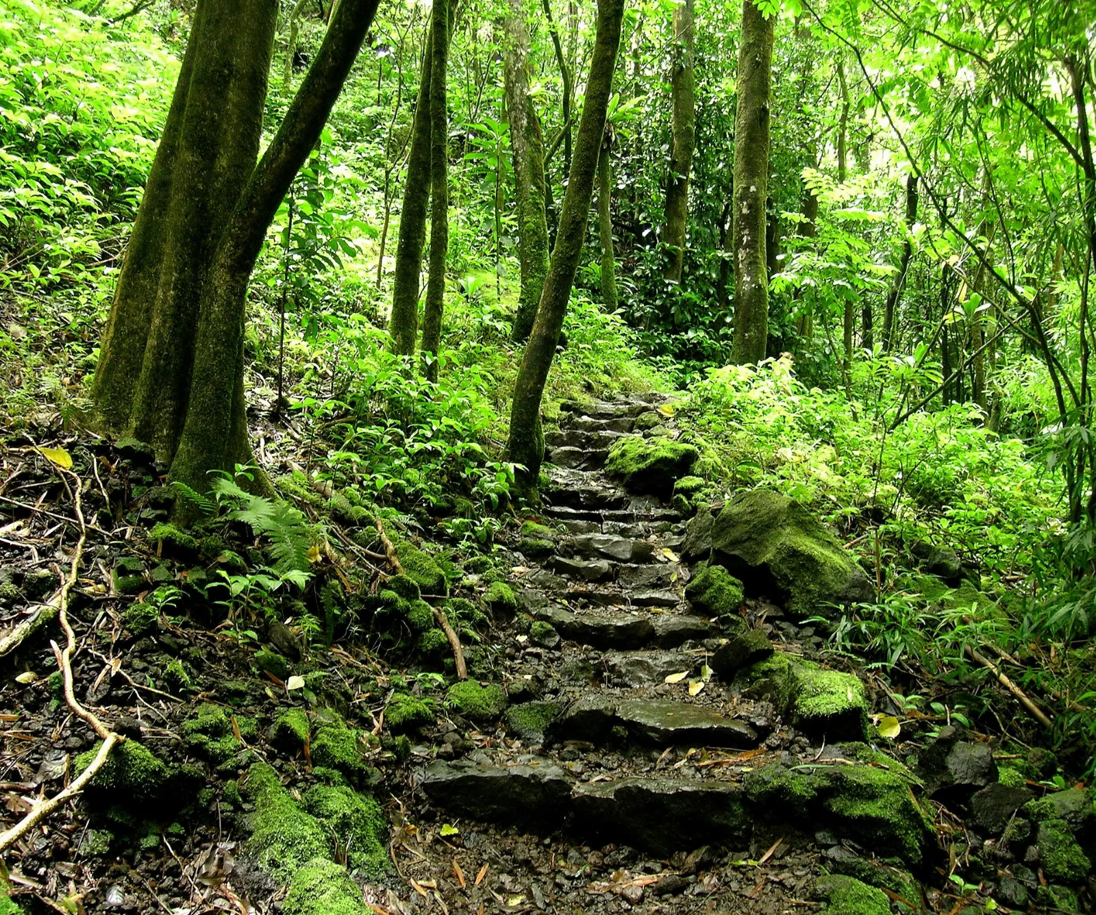 Kipahulu District and the Pipiwai Trail, Maui, Hawaii, United States