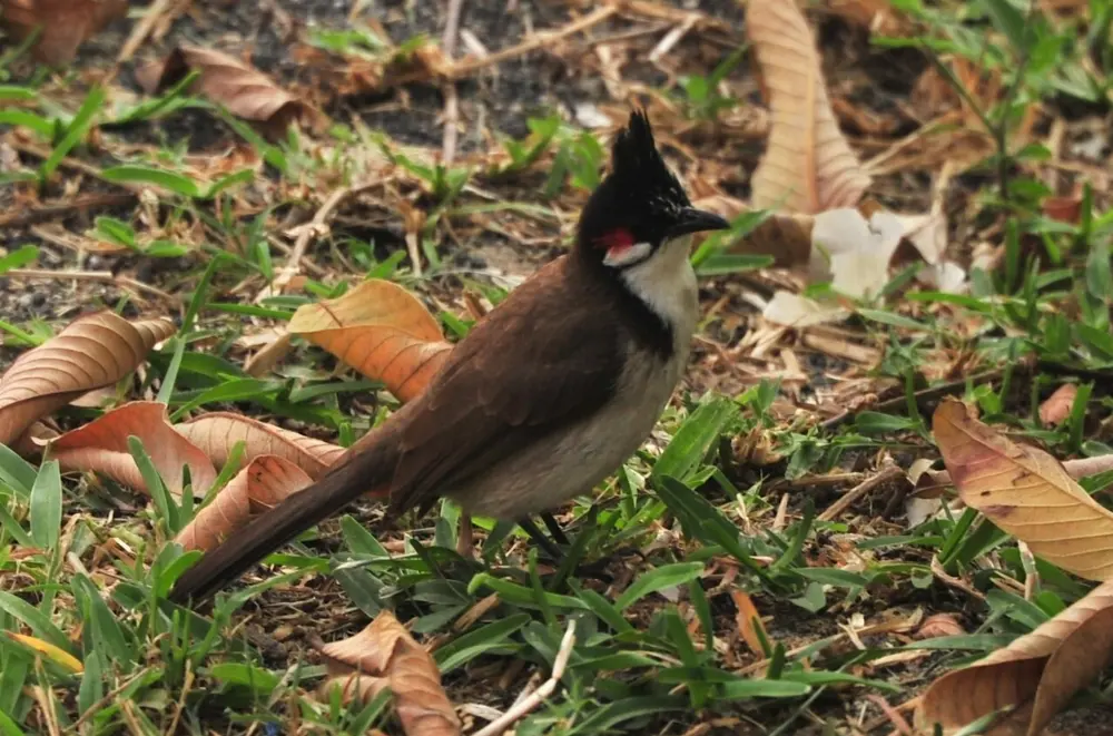 Tamarin, Mauritius