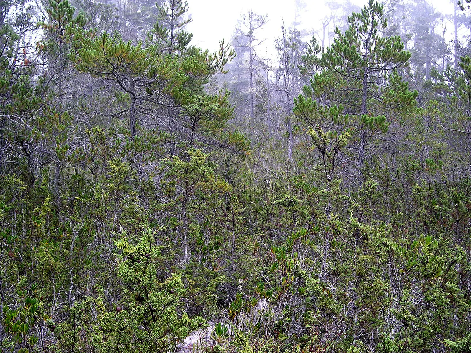 A boardwalk winding through stunted cypress and pine trees in the pygmy forest, Mendocino, California