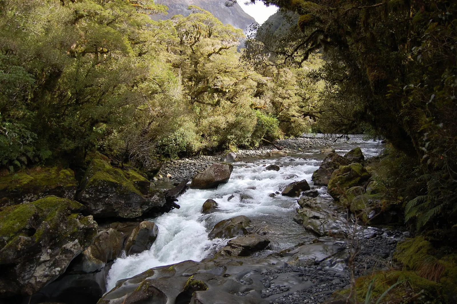 The Chasm, Milford Sound, New Zealand