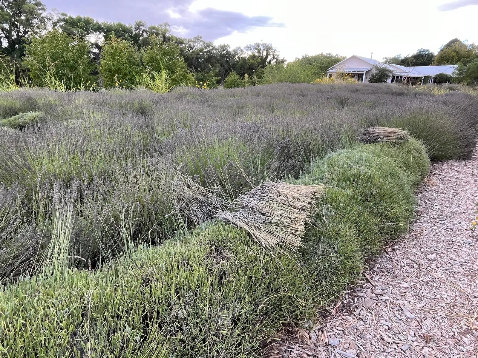 Rows of lavender in bloom in a field near Mineral de Pozos, Guanajuato