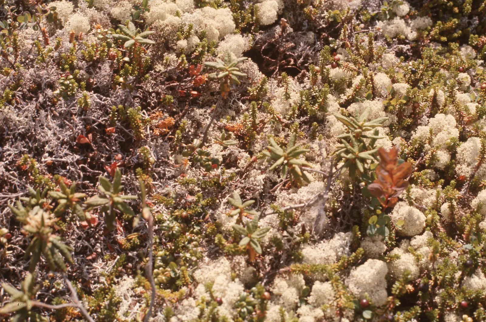 Eroded limestone pillars shaped like flowerpots beside the sea, Mingan Archipelago National Park Reserve, Quebec