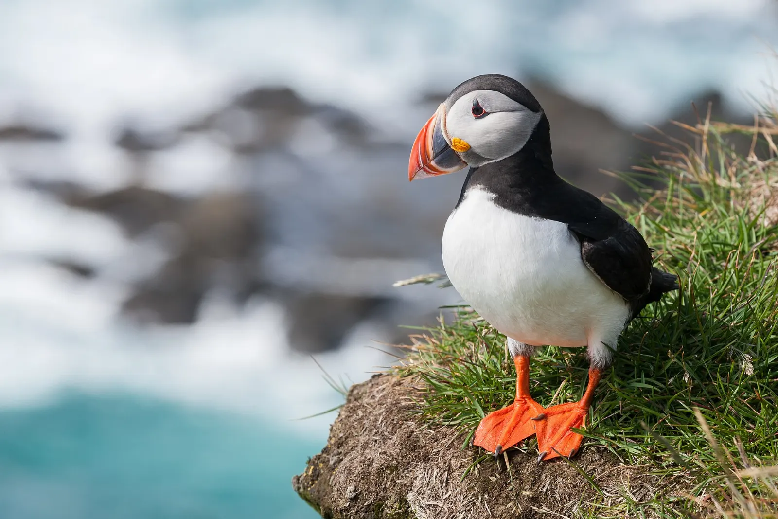 Atlantic puffin standing on a rock with a colorful bill, Mingan Archipelago National Park Reserve, Quebec